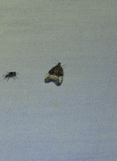 Oligia sp.  - Sylvain Lethuillier