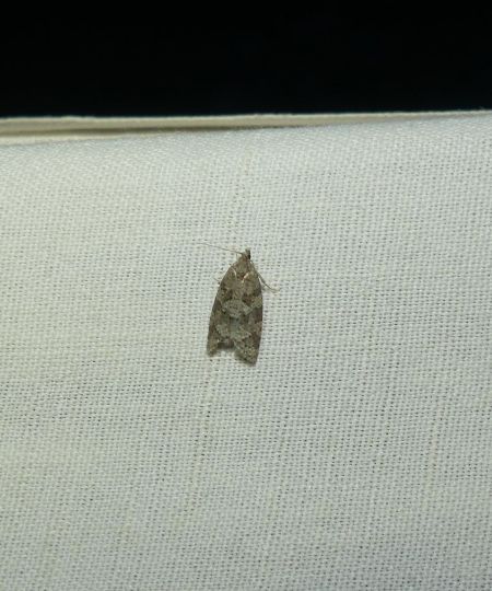 Cnephasia sp.  - Sylvain Lethuillier