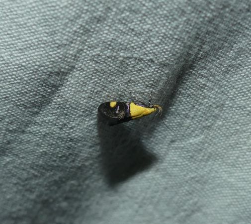 Oecophora bractella  - Sylvain Lethuillier