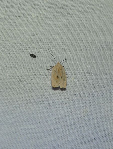 Agonopterix kaekeritziana  - Sylvain Lethuillier