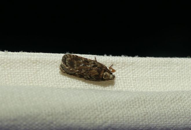 Depressaria albipunctella  - Sylvain Lethuillier