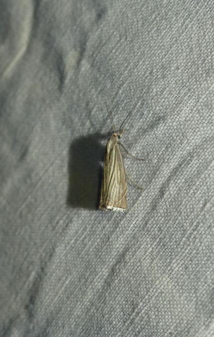 Crambus des jardins  - Sylvain Lethuillier