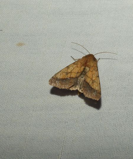 Pyrrhia umbra  - Sylvain Lethuillier