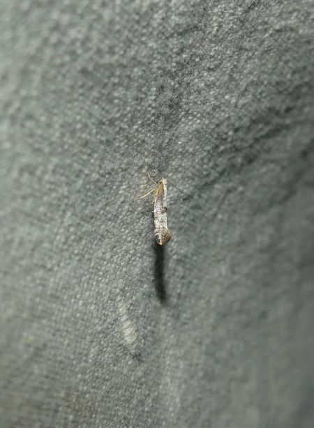 Argyresthia spinosella  - Sylvain Lethuillier