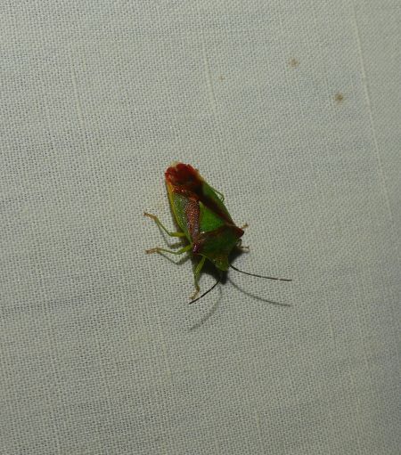 Acanthosoma haemorrhoidale  - Sylvain Lethuillier