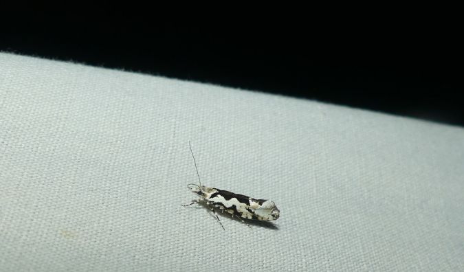 Ypsolopha sequella  - Sylvain Lethuillier