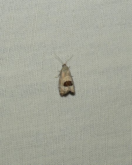 Notocelia uddmanniana  - Sylvain Lethuillier