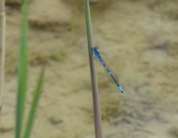 Agrion mignon  - Bufo Fizesan (Bufo)