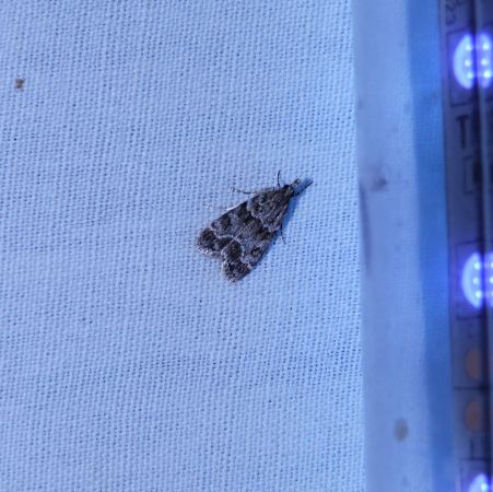 Eudonia lacustrata  - Sylvain Lethuillier