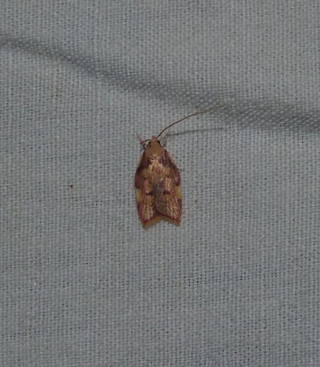 Carcina quercana  - Sylvain Lethuillier