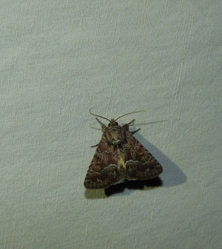 Noctuelle cythérée  - Sylvain Lethuillier