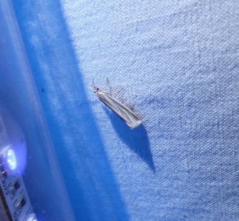 Crambus perlé  - Sylvain Lethuillier
