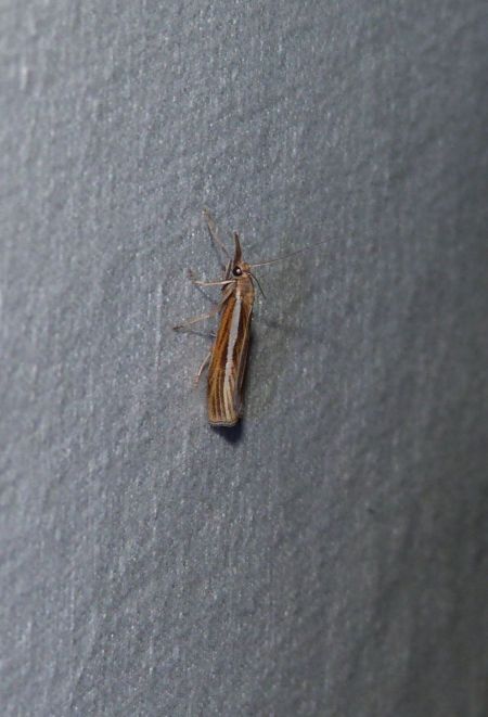 Crambus des tiges  - Sylvain Lethuillier