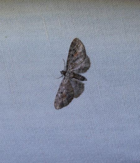 Eupithecia icterata  - Sylvain Lethuillier
