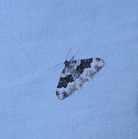 Epirrhoe galiata  - Sylvain Lethuillier
