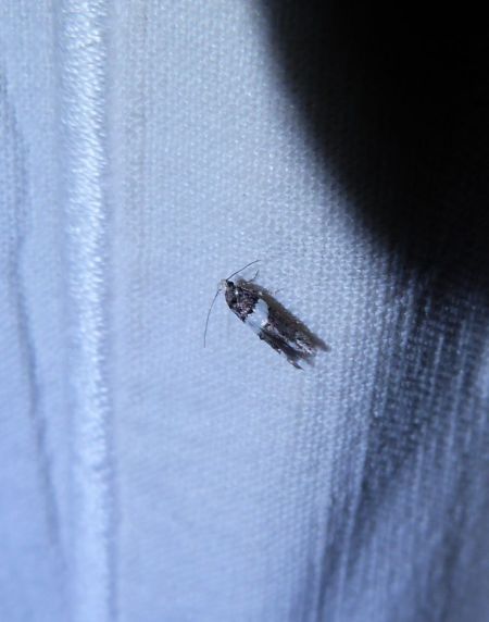 Recurvaria leucatella  - Sylvain Lethuillier