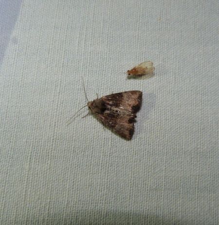 Mesoligia furuncula  - Sylvain Lethuillier
