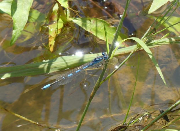 Agrion mignon  - Bufo Fizesan (Bufo)