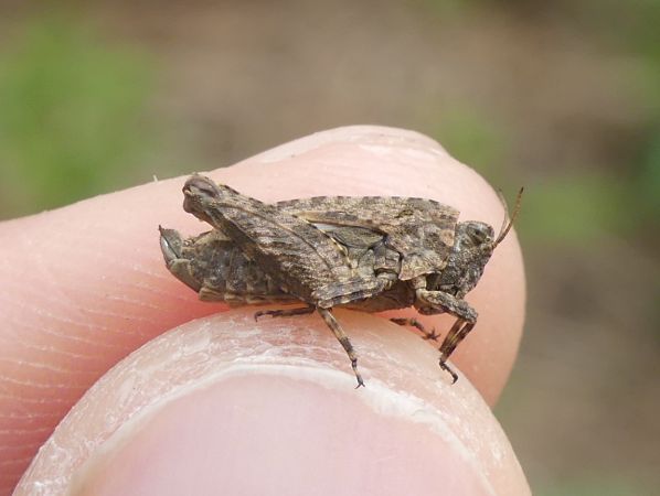 Tétrix longicorne  - Bufo Fizesan (Bufo)