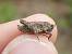 Tétrix longicorne  - Bufo Fizesan (Bufo)
