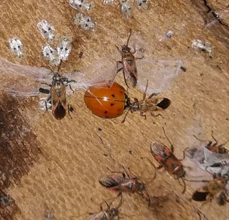 Coccinelle asiatique  - Thomas Lux