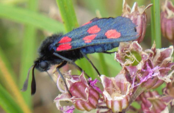 Five-Spot Burnet  - Christian Rust