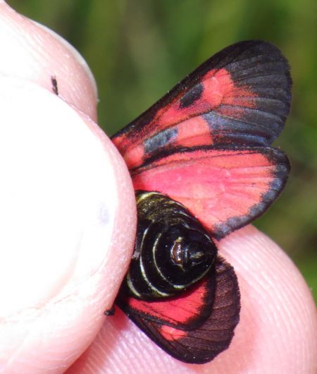 Five-Spot Burnet  - Christian Rust