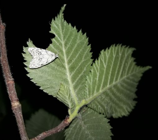 Nola confusalis  - Sylvain Lethuillier