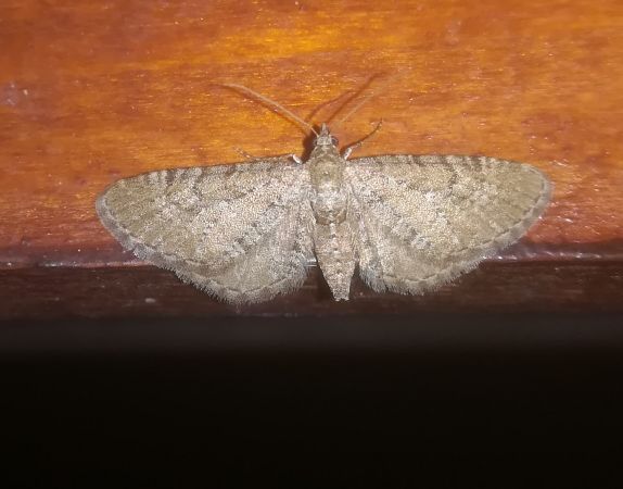 Eupithecia intricata  - Thomas Lux