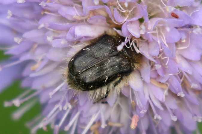 Tropinota hirta  - Thomas Lux