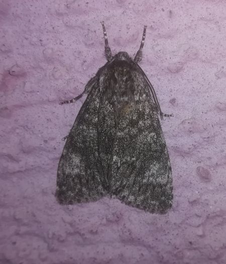 Acronicta megacephala  - Thomas Lux