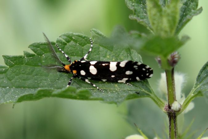 Euplocamus anthracinalis  - Thomas Lux
