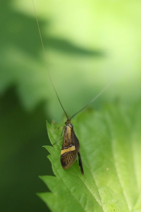 Nemophora degeerella  - Thomas Lux