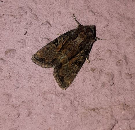 Oligia sp.  - Thomas Lux