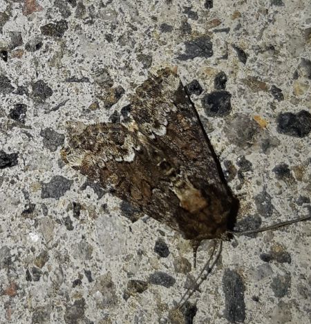 Oligia sp.  - Thomas Lux
