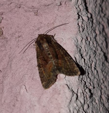 Oligia sp.  - Thomas Lux