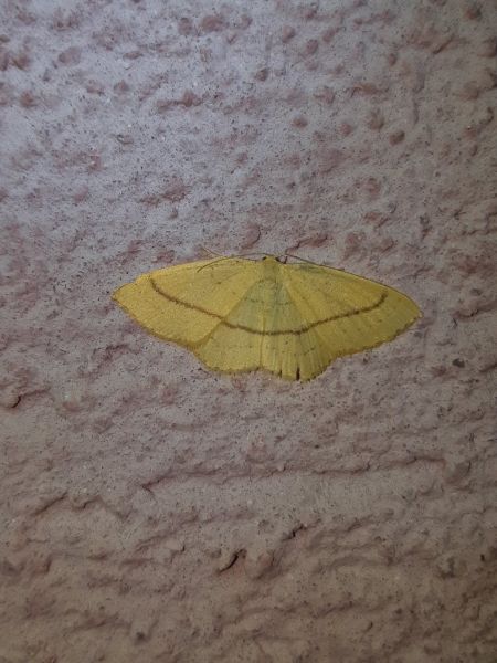 Cyclophora linearia  - Thomas Lux