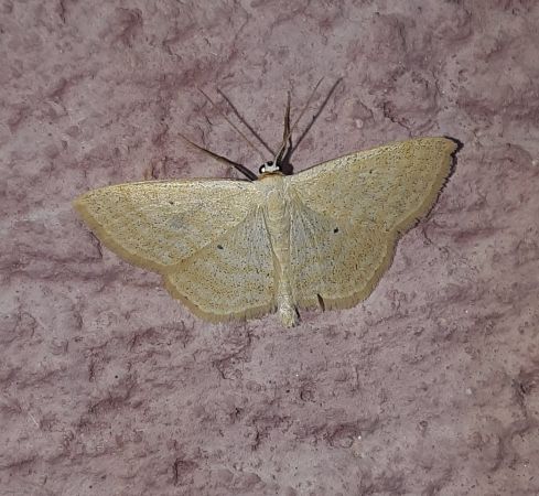 Scopula immutata  - Thomas Lux