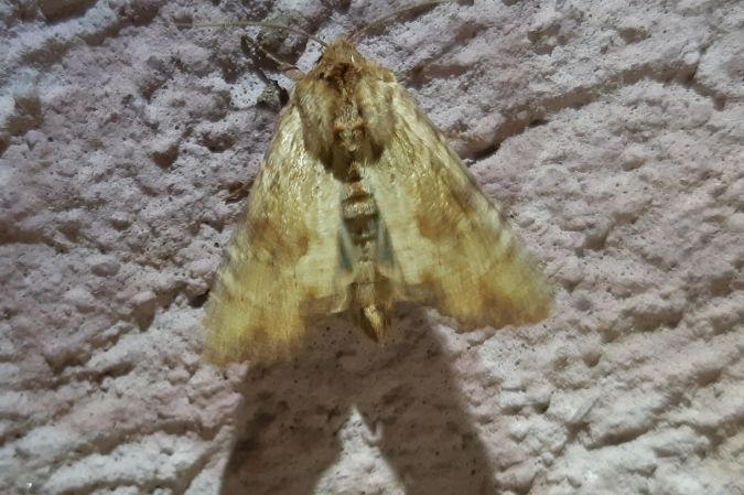 Apamea sublustris  - Thomas Lux