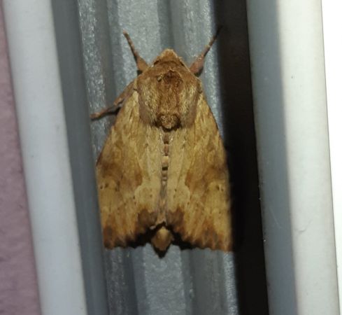 Apamea sublustris  - Thomas Lux