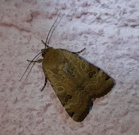 Noctua orbona  - Thomas Lux