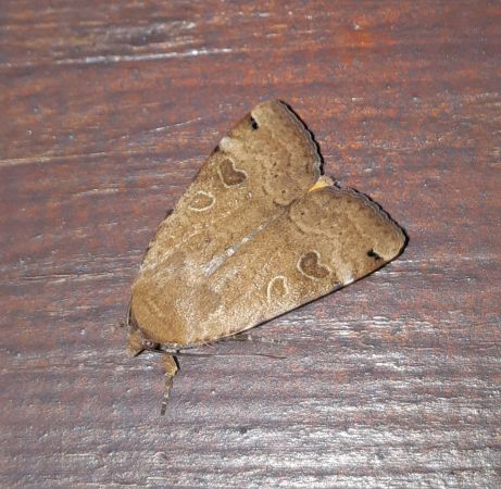 Noctua orbona  - Thomas Lux