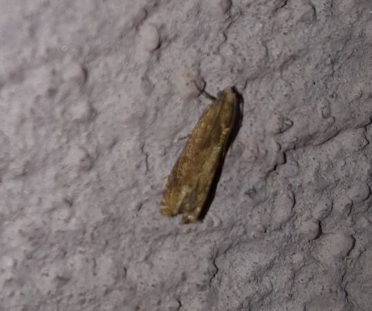 Eucosma sp.  - Thomas Lux