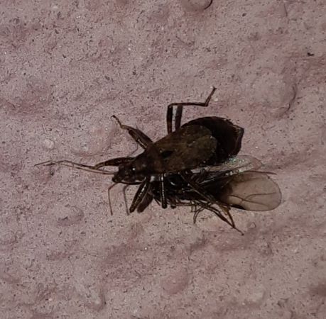 Himacerus mirmicoides  - Thomas Lux