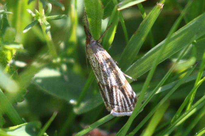 Crambus des champs  - Thomas Lux