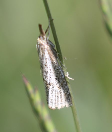 Crambus des jardins  - Thomas Lux