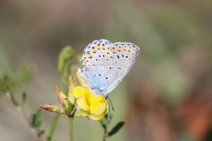Reverdin's Blue  - Thomas Lux