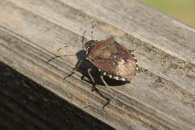 Holcostethus sphacelatus  - Jacques Thiriet