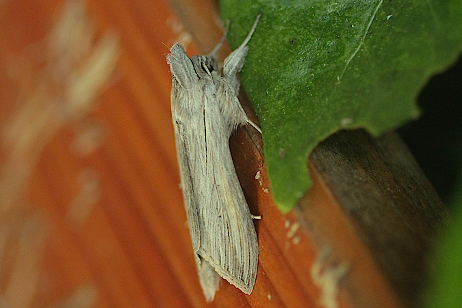 Cucullia umbratica  - Jacques Thiriet