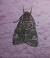 Acronicta megacephala  - Thomas Lux